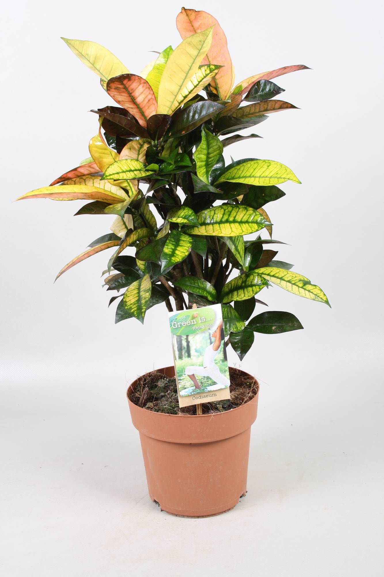 Codiaeum Mrs Iceton - Ø21cm - ↕70cm