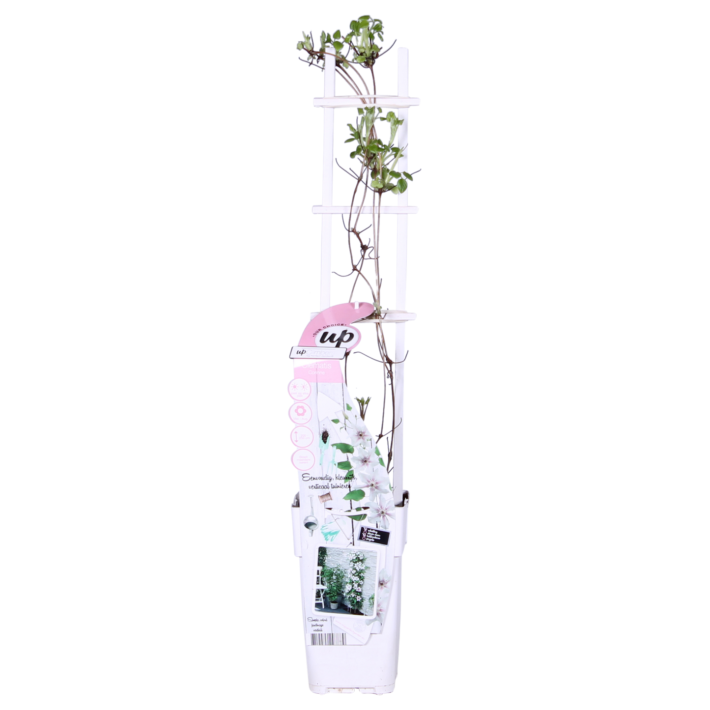 Clematis Corinne - Clematis Evison Weiß Ø15cm - ↕65cm - Ø15 - ↨65cm
