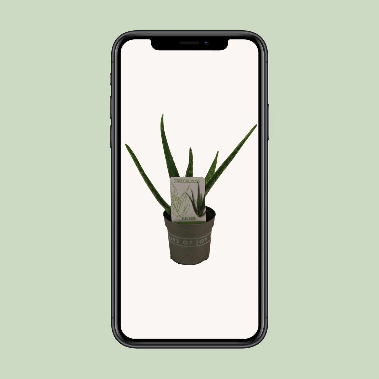 Aloë Vera - Ø10,5cm - ↕30cm