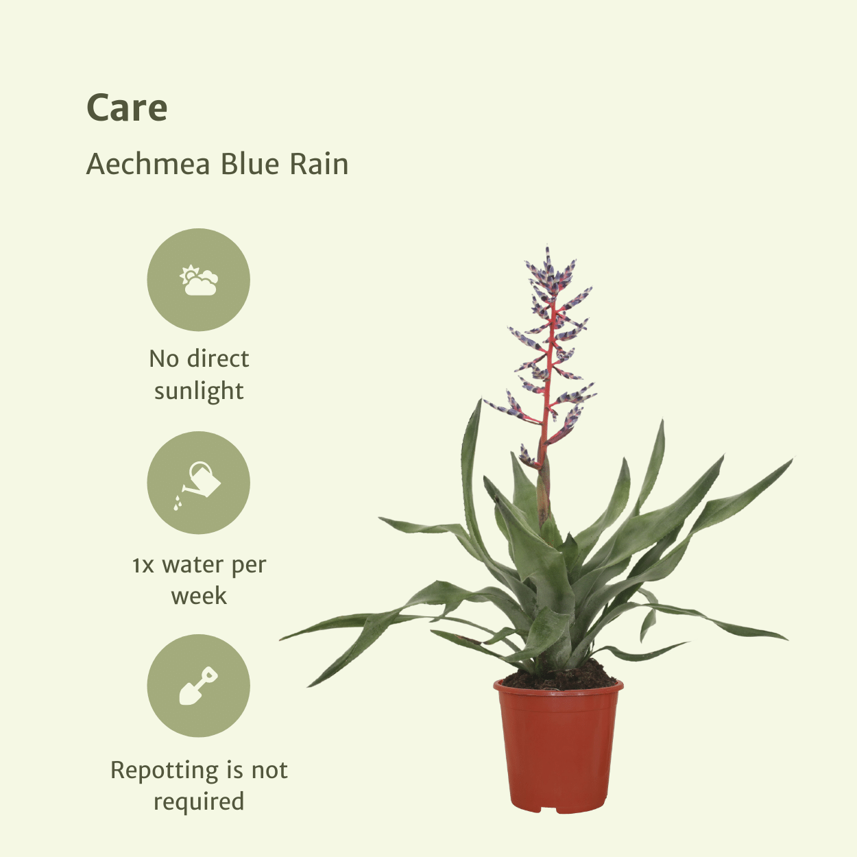 2x Aechmea Blue Rain - Tube Bromelie - 45cm - ø12