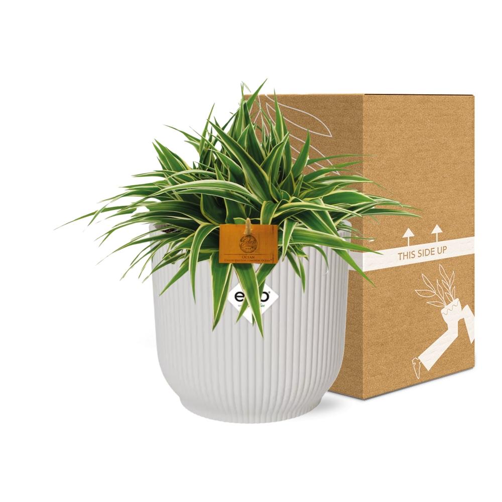 Chlorophytum Ocean 15cm in ELHO Vibes Fold 16cm round silky white