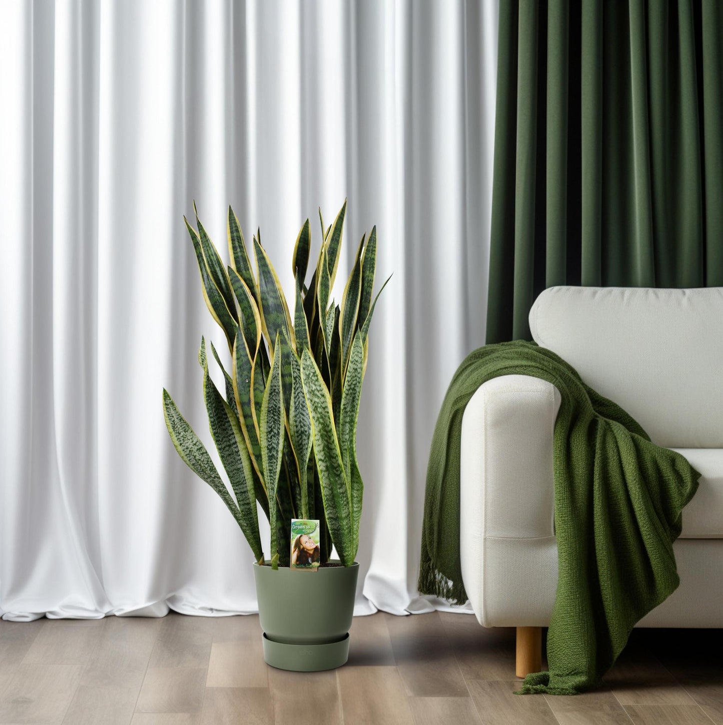 Sansevieria Laurentii P26 - Extra Dik - Ø27cm - ↕100cm
