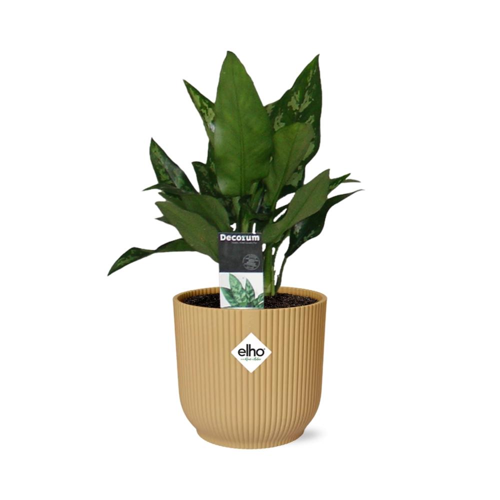 Aglaonema Maria in ELHO Vibes Fold 14cm geel