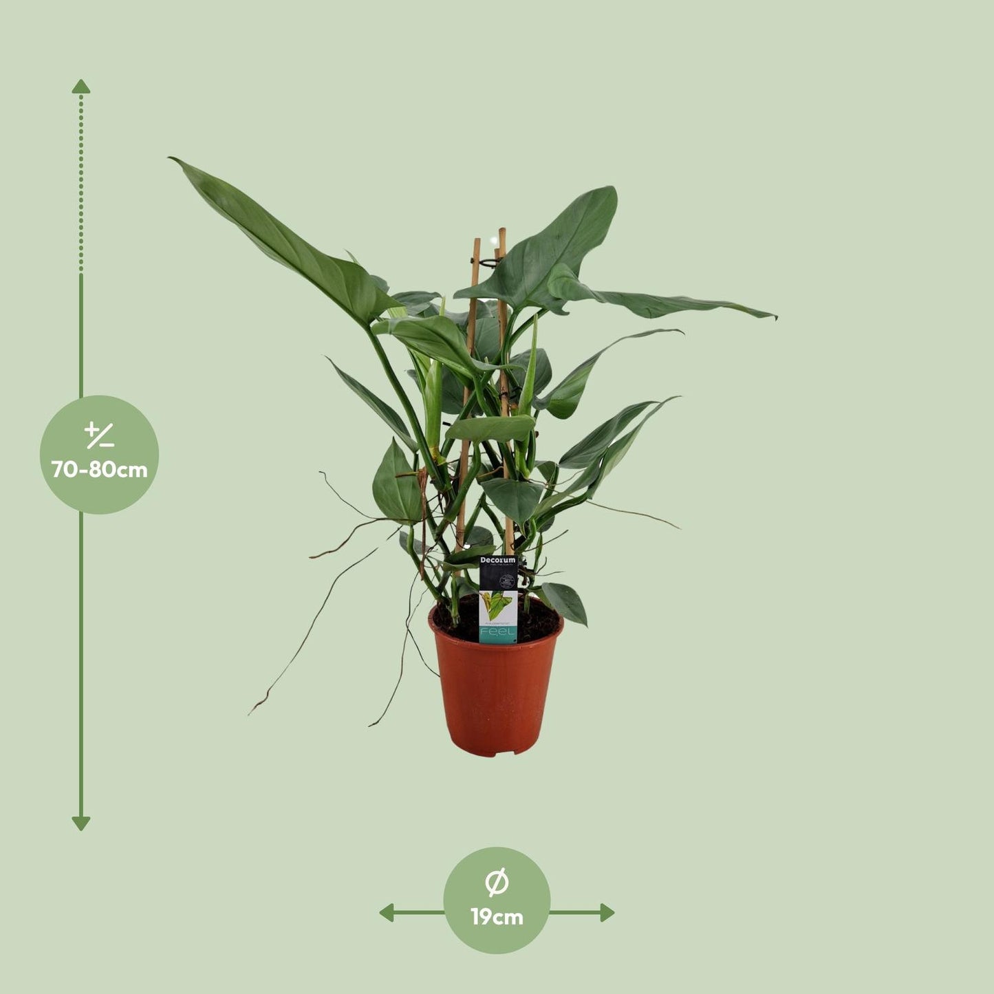 Philodendron Grey - Ø19cm - ↕75cm