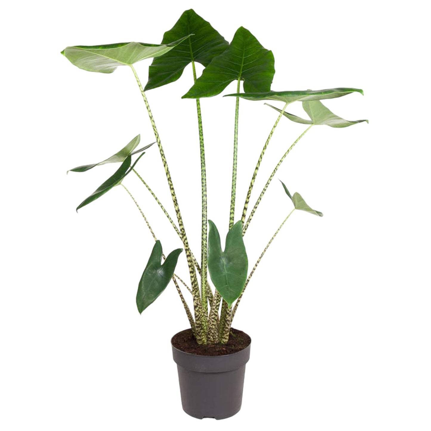 Alocasia Zebrina 130 cm – Exotische Zebrapflanze für stilvolle Räume