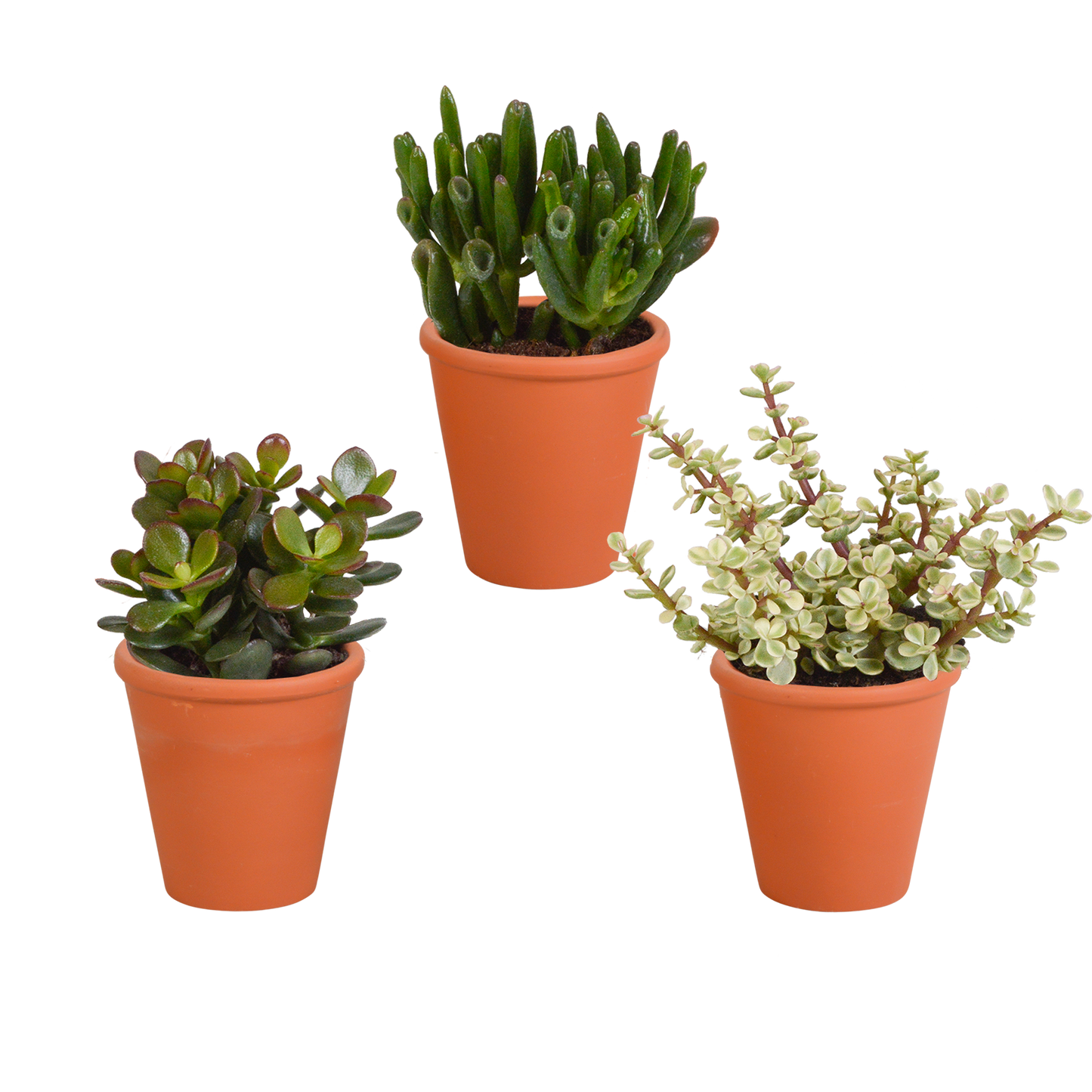 Crassula-Mix 3er Set im Terrakotta-Topf 8,5 cm