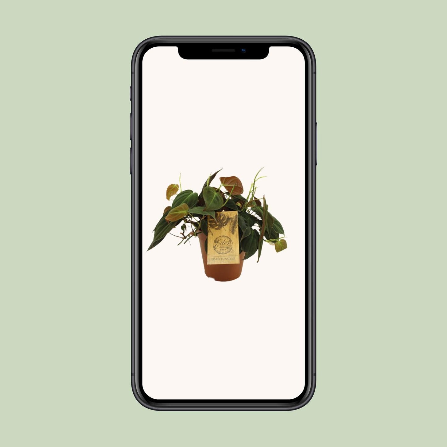 Philodendron Micans - Ø15cm - ↕40cm