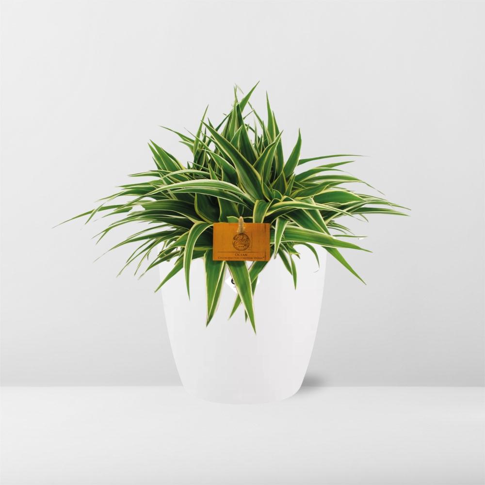 Chlorophytum Ocean 15cm in ELHO brussels 16 cm round white
