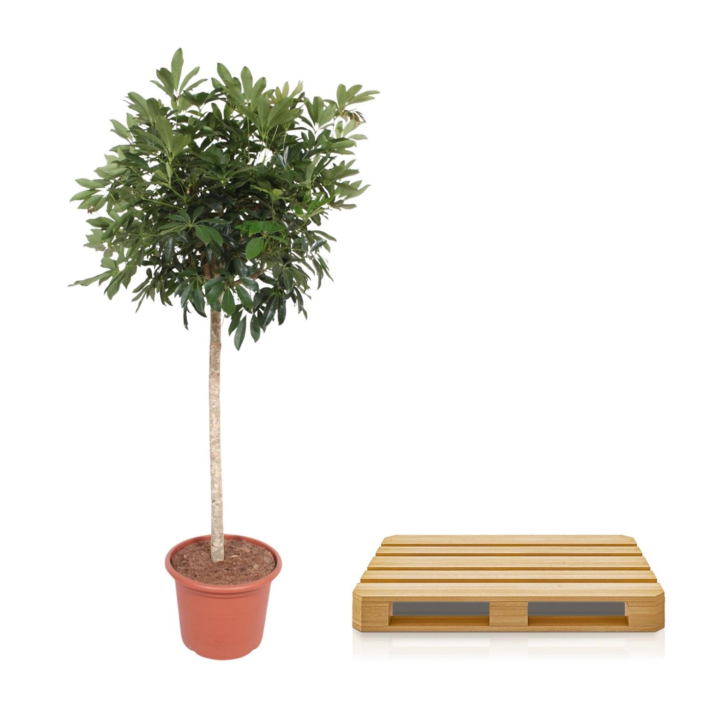 Strahlenaralie Compacta – 190 cm pflegeleichte Zimmerpflanze