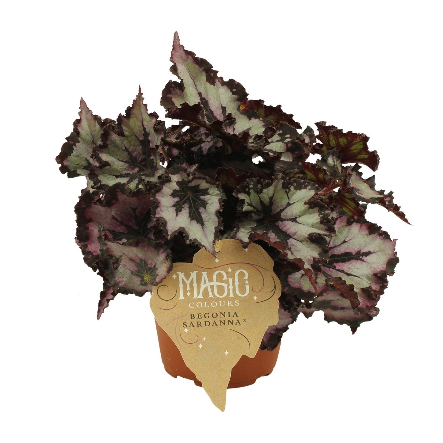 Begonia Rex Silver Limbo - Ø12cm - ↕25cm