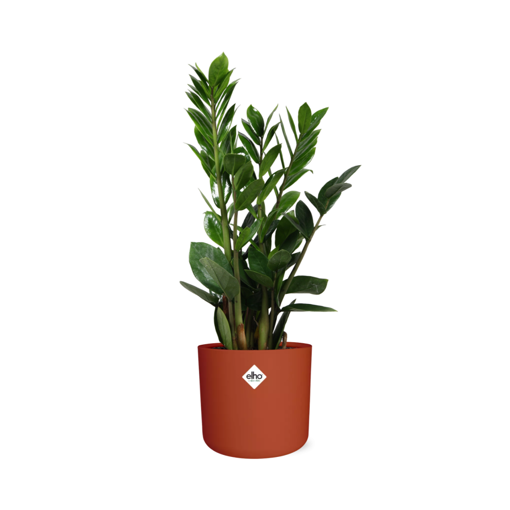 Zamioculcas – Hoogte 45-50 in ELHO b.for soft rond 14cm brique