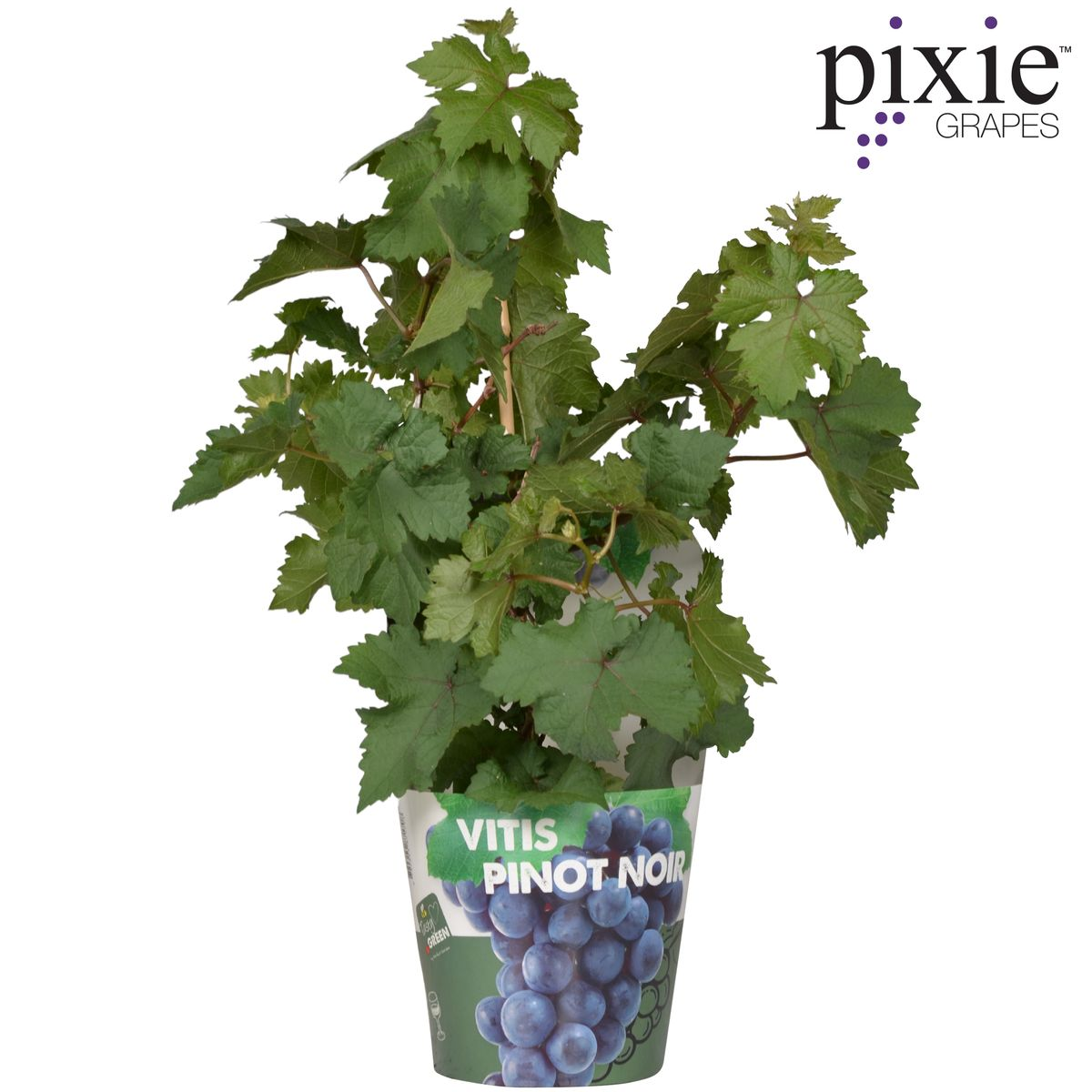 Vitis Pixie Pinot Noir - Ø21cm - ↕70cm - Ø14 - ↨30cm