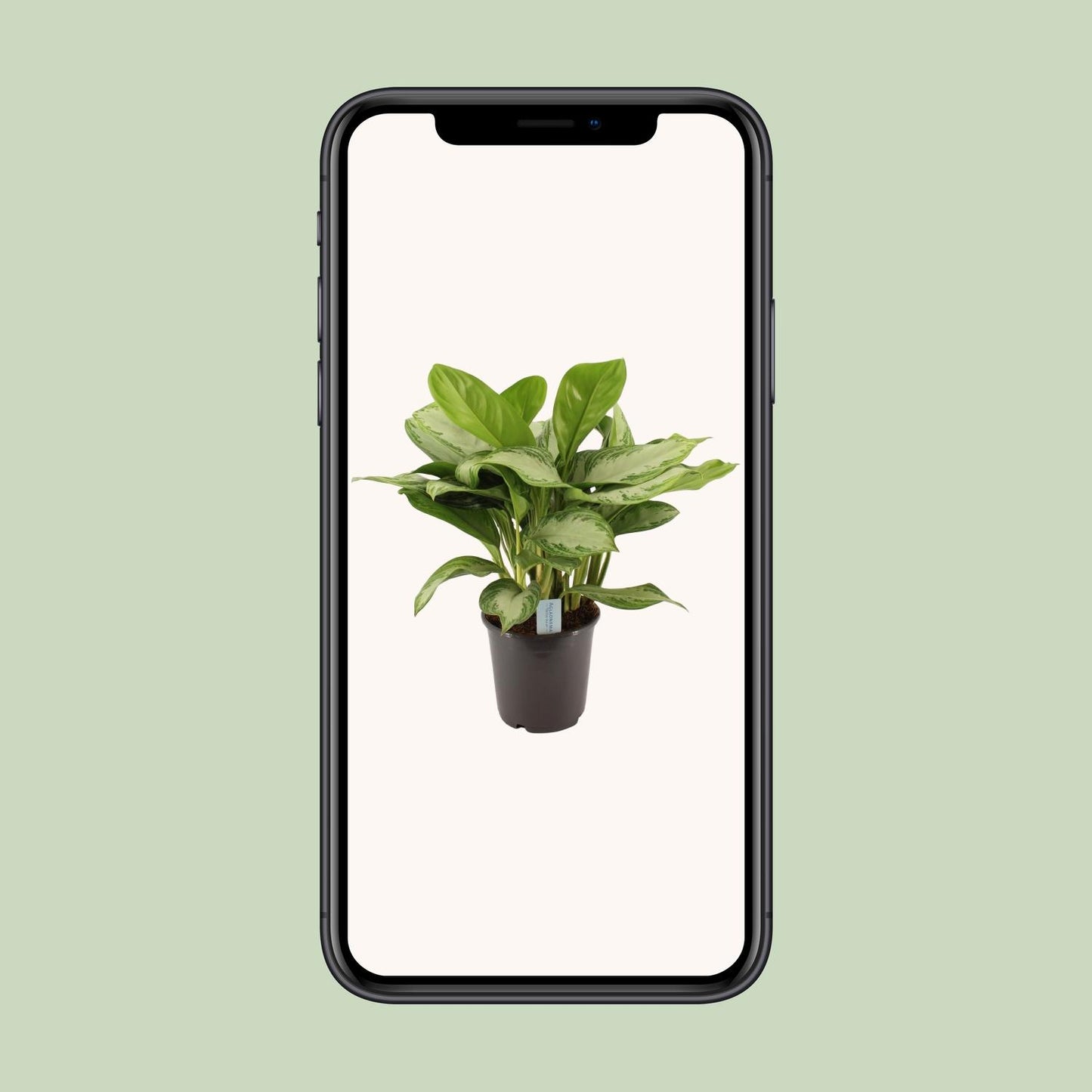 Green Agla 'Silver Bay' (Aglaonema)