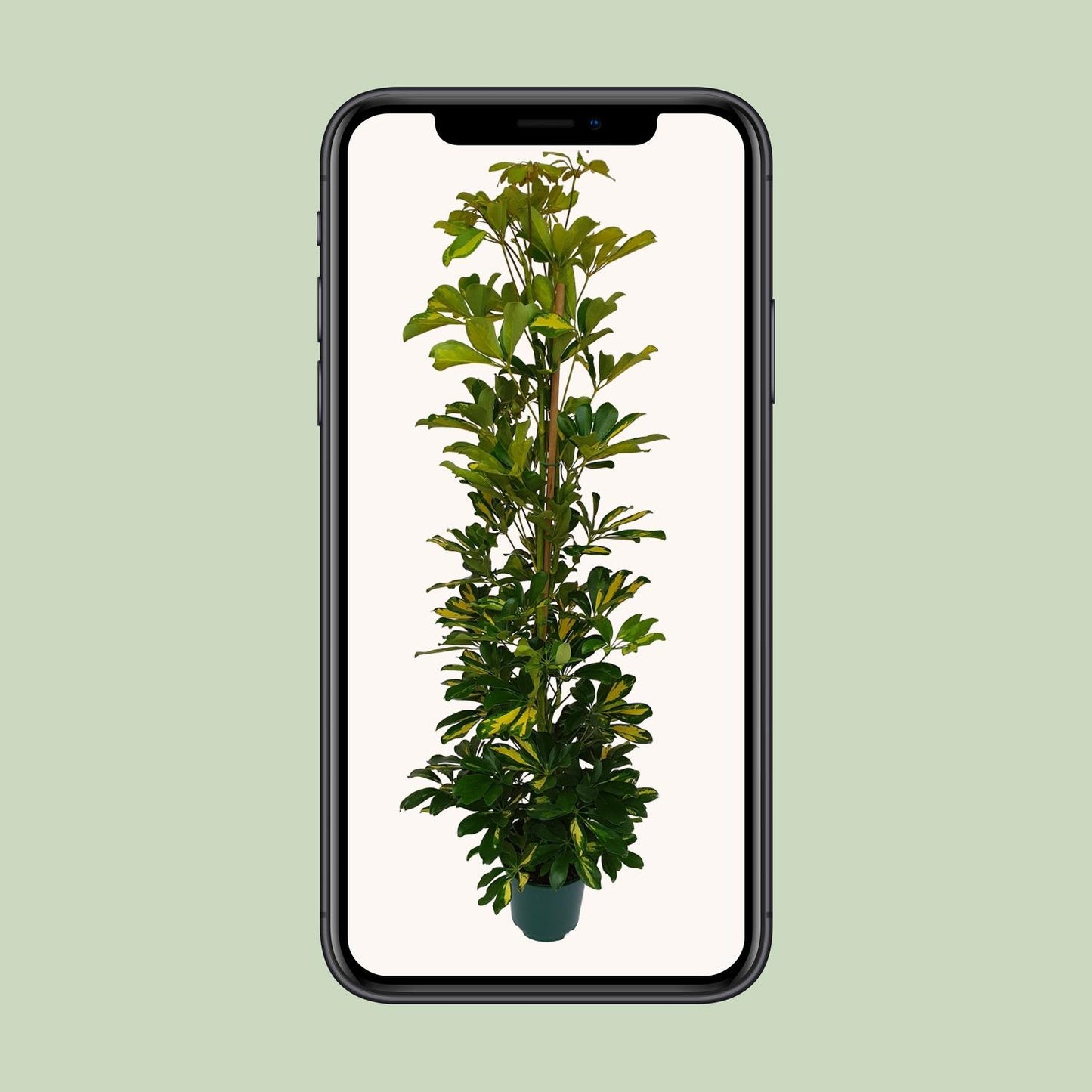 Schefflera Arboricola Gerda - Ø20cm - ↕90cm