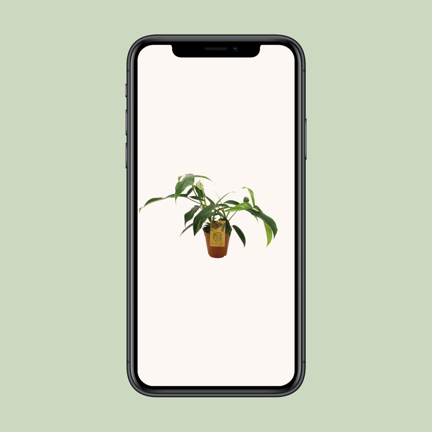 Philodendron 69686 "bette waterbury" - Ø15cm - ↕50cm