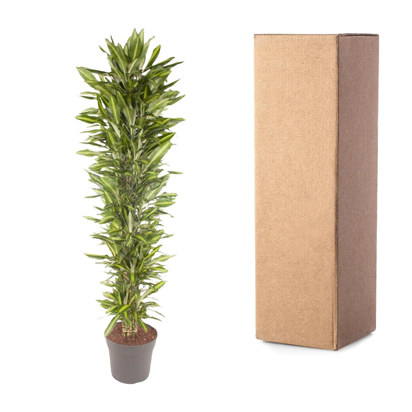 Drachenbaum Cintho – 210 cm pflegeleichte Zimmerpflanze
