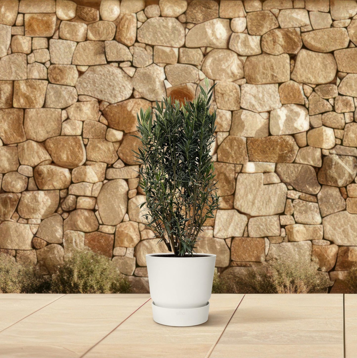 Oleander (Nerium Oleander) – 180 cm Kübelpflanze Ø40 cm