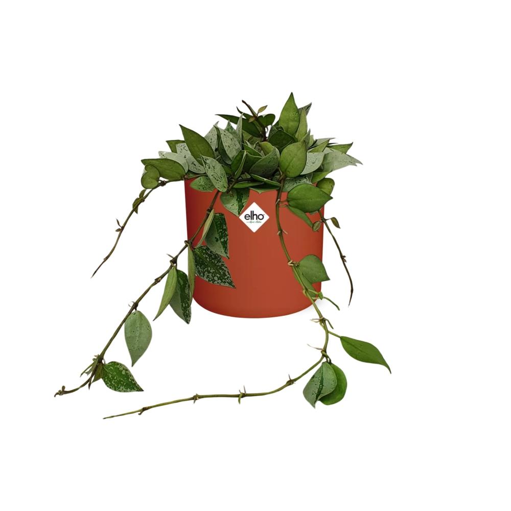 Hoya Krohniana Eskimo in ELHO b.for soft rond 14cm brique