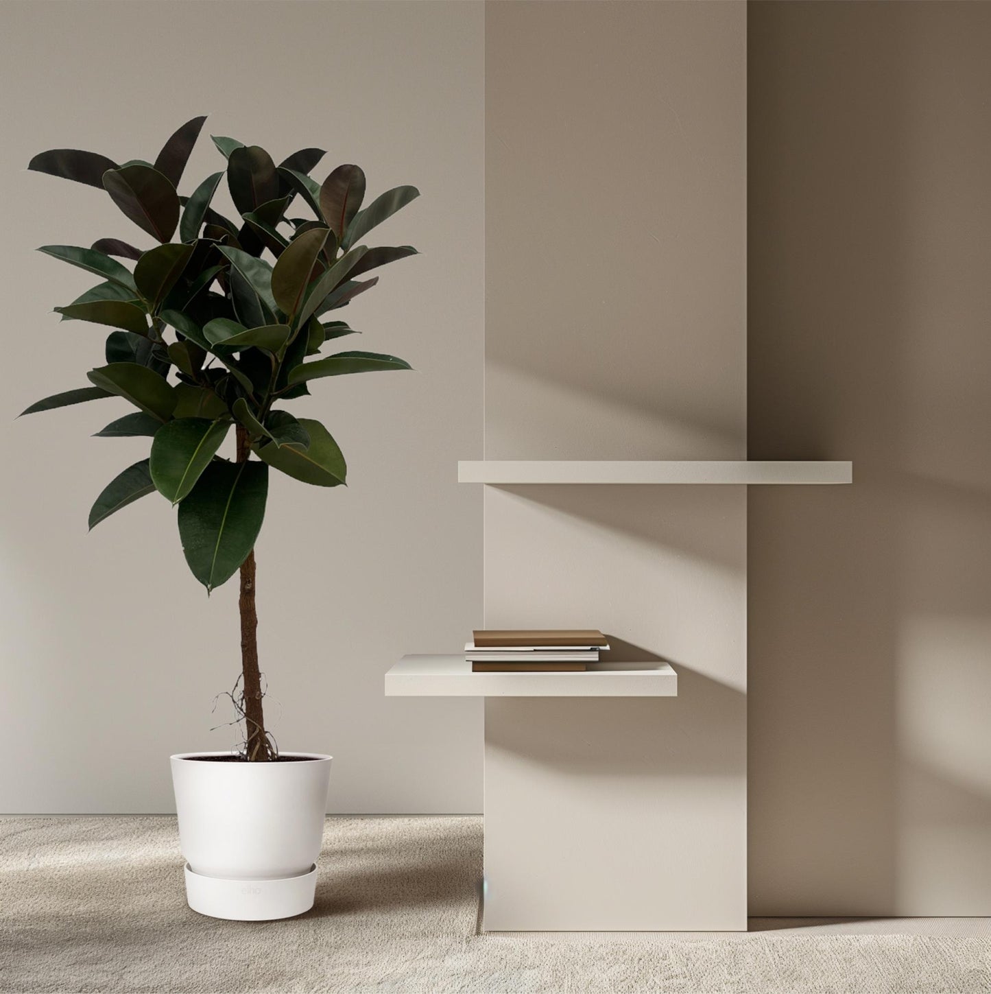 Gummibaum 'Robusta' – 140 cm pflegeleichte Zimmerpflanze