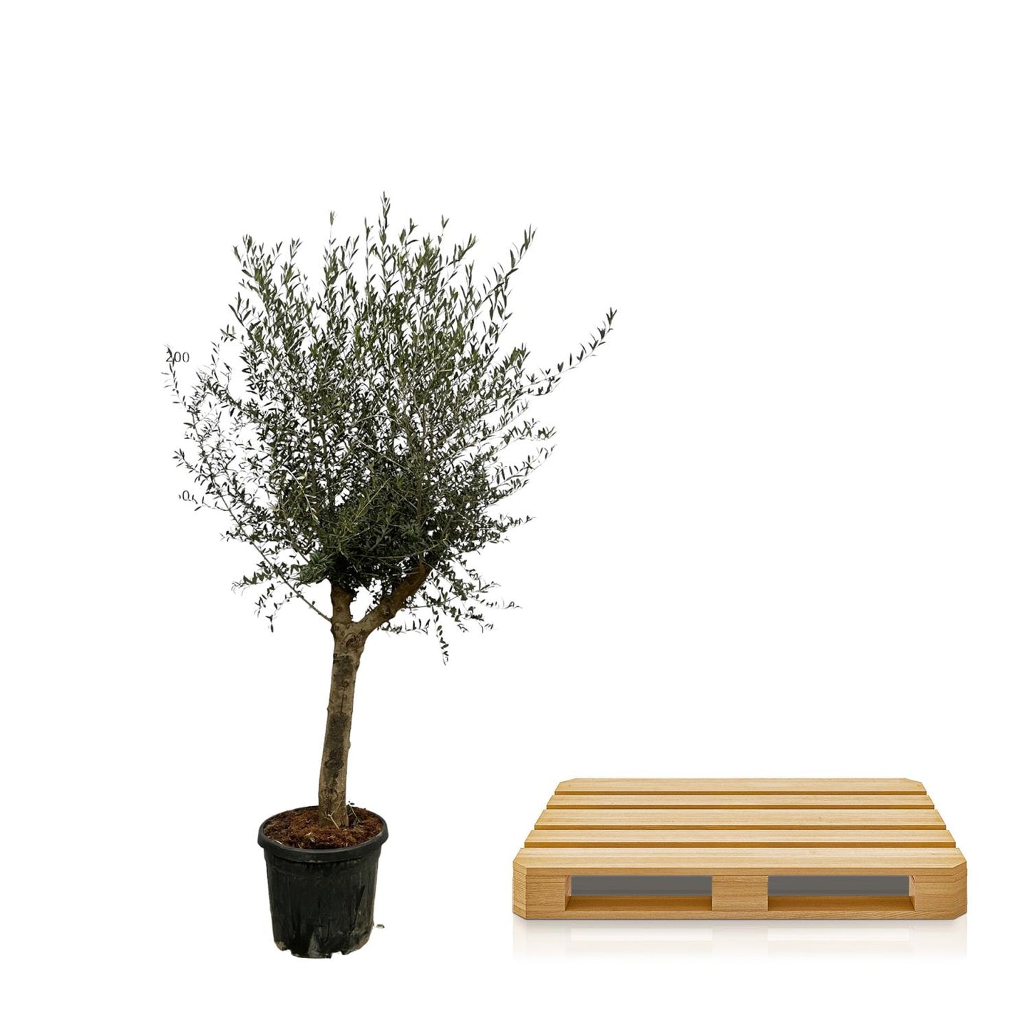 Olivenbaum 'Olea Lorc' 200 cm – Mediterrane Kübelpflanze
