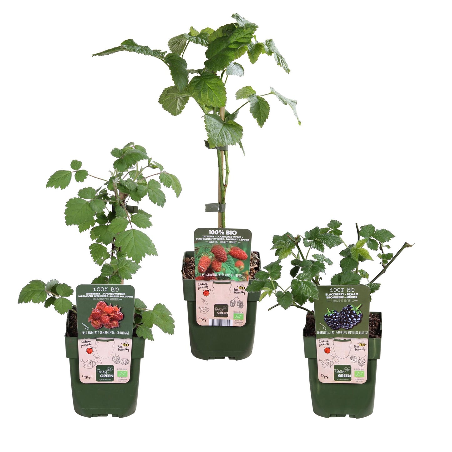 3x - Rubus mix - ↨45cm - Ø13