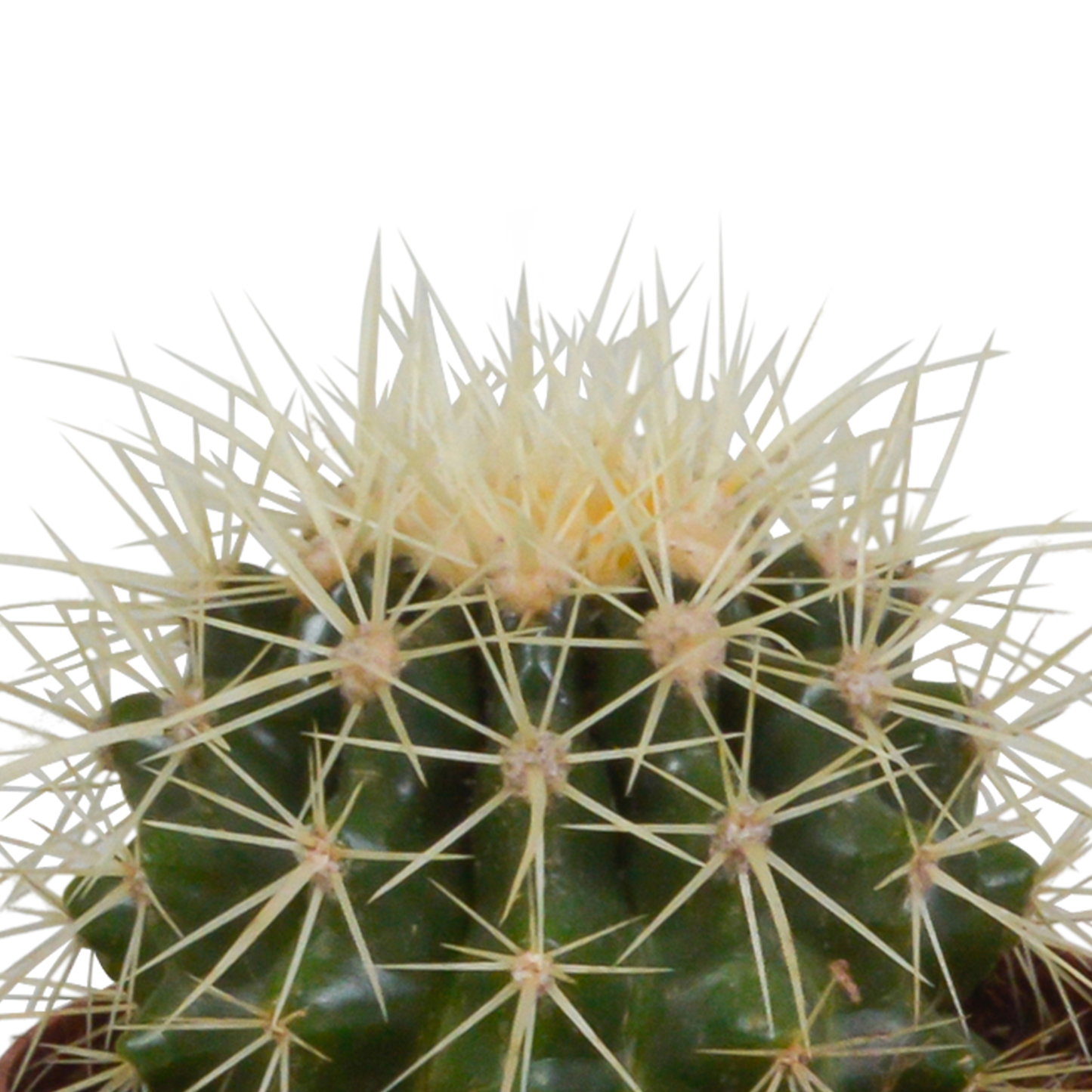 Kugel-Kaktus Mix 8,5 cm – Stilvolles Sukkulenten Arrangement