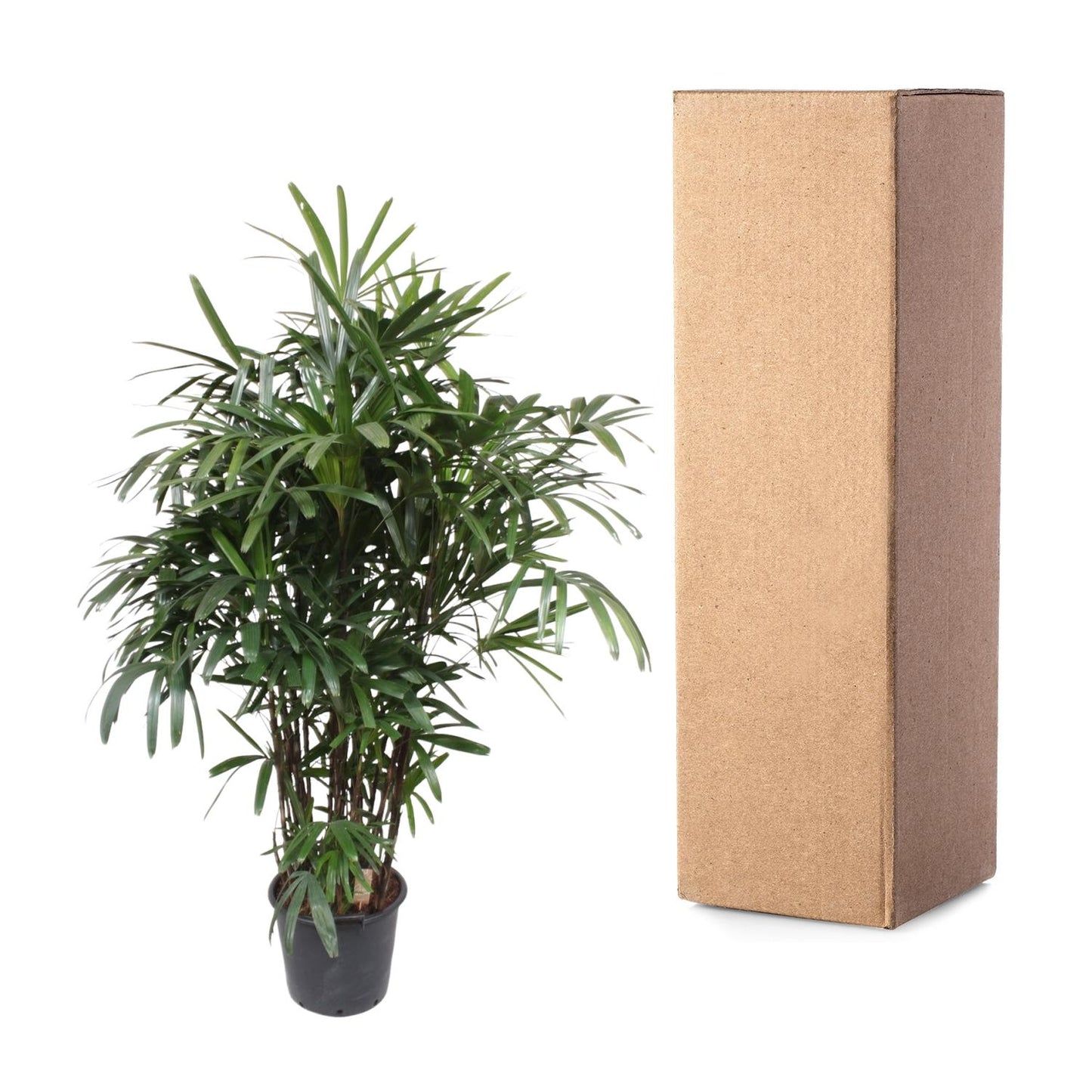Damenpalme 190 cm – Elegante, pflegeleichte Zimmerpflanze