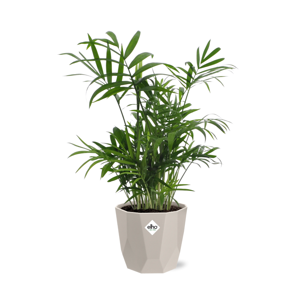 Chamaedorea in ELHO b.for rock 14 cm warm grey