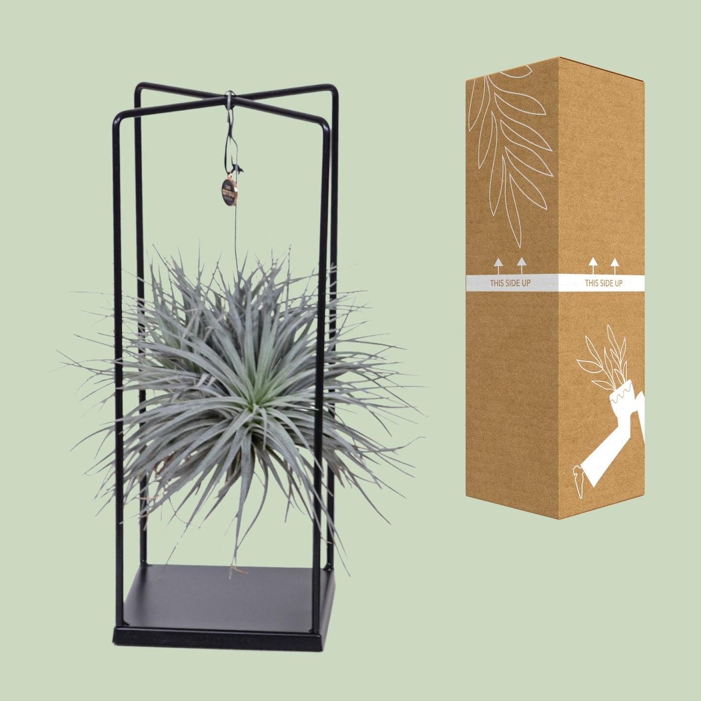 Tillandsia Mix 1 stuck Ø20cm - ↕20cm