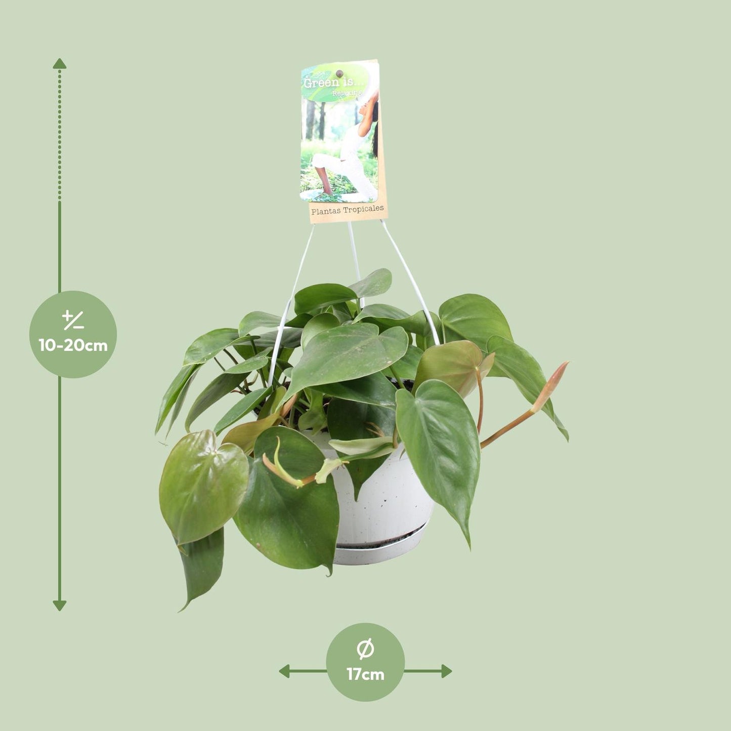 Philodendron Scandens - Ø17cm - ↕20cm
