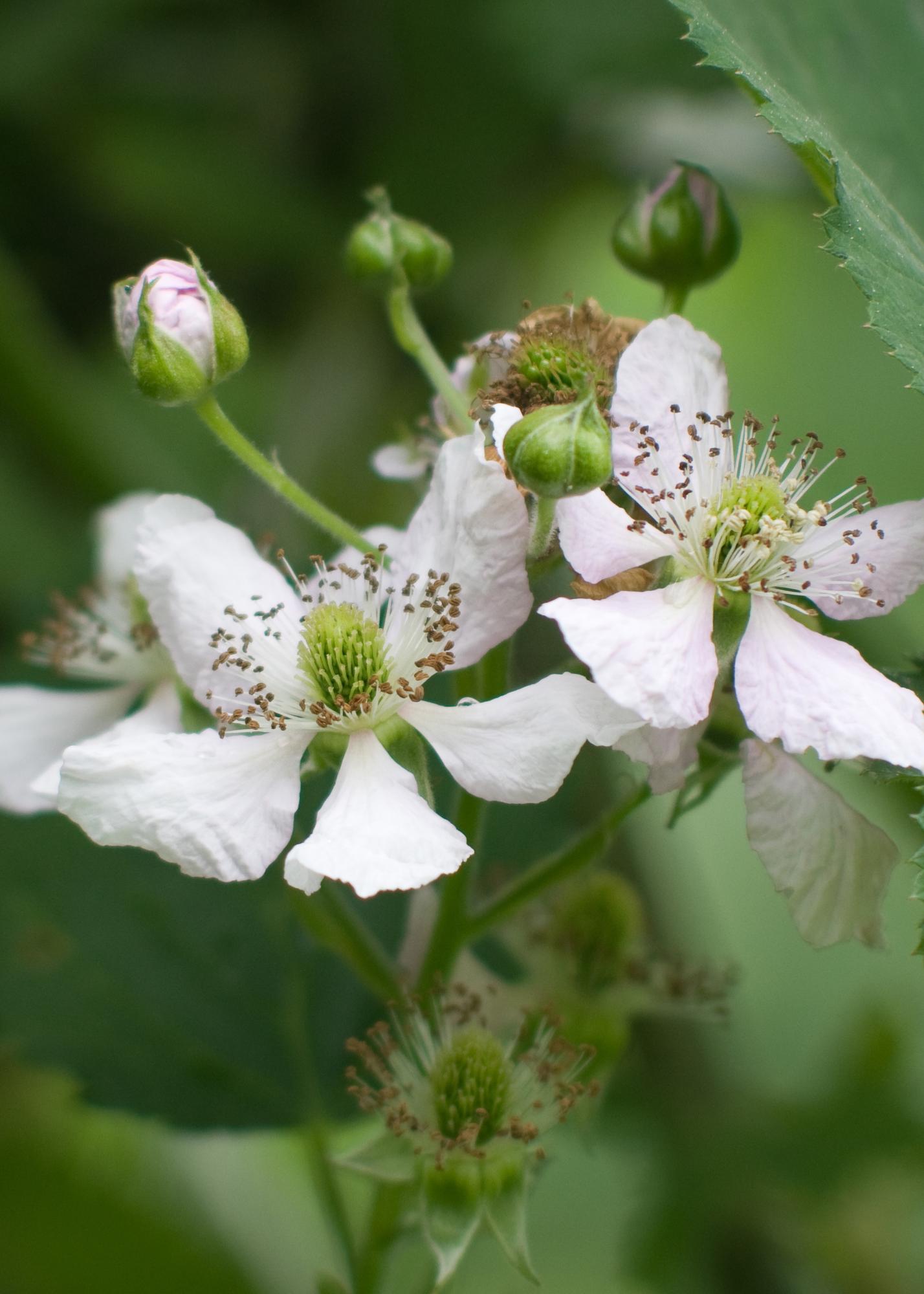 Rubus Lochness - Ø13cm - ↕45cm