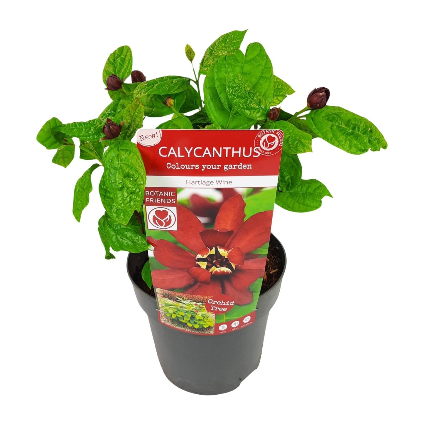 Sinocalycanthus 'Hartlage Wine'® - Ø19 - ↨30cm