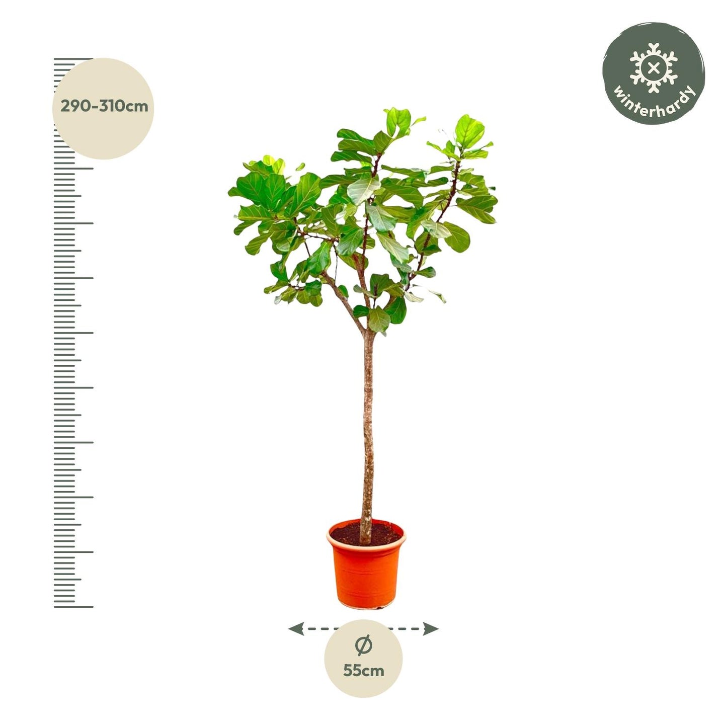 Ficus Lyrata boom XXXL - 270cm - ø45