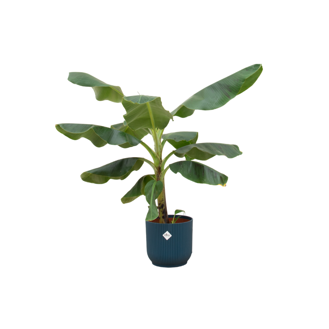 Bananenpflanze 100 cm im blauen Design-Topf