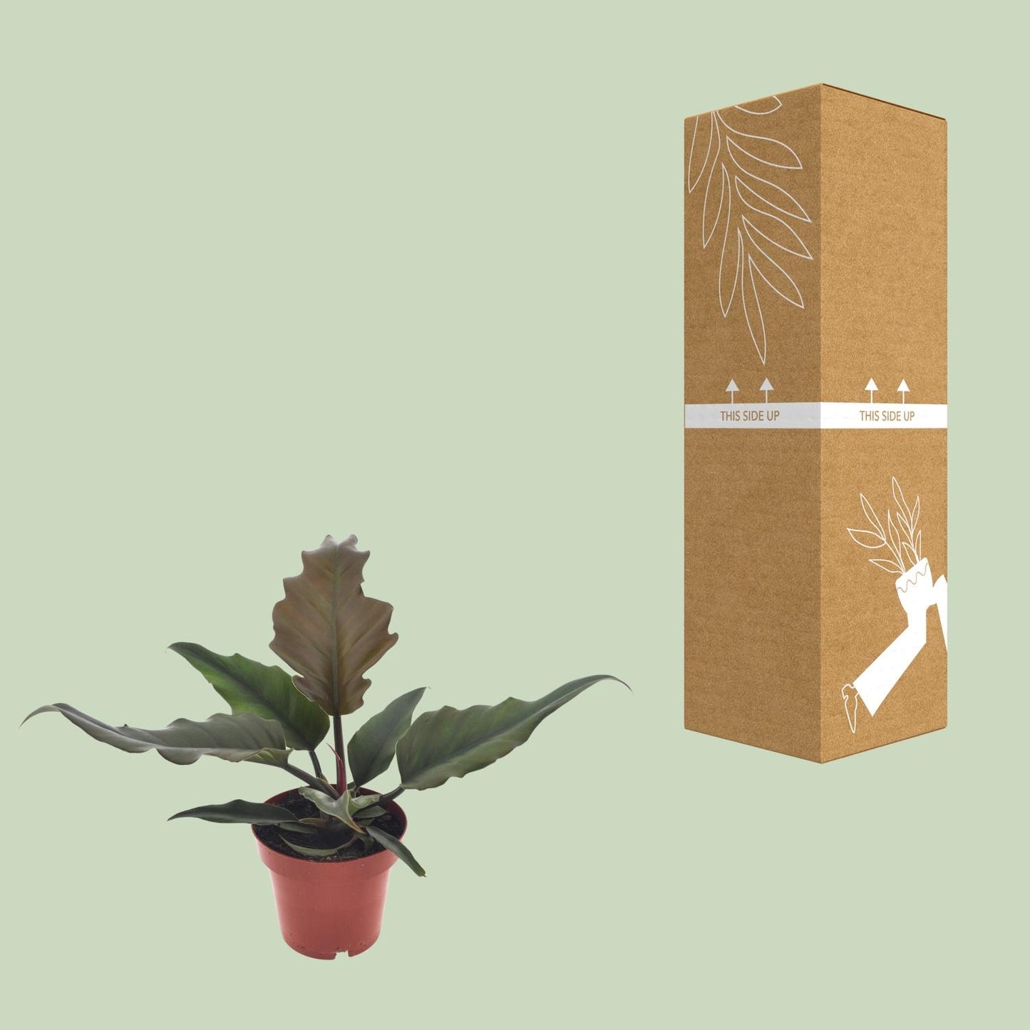 Philodendron Caramel - Ø12cm - ↕25cm