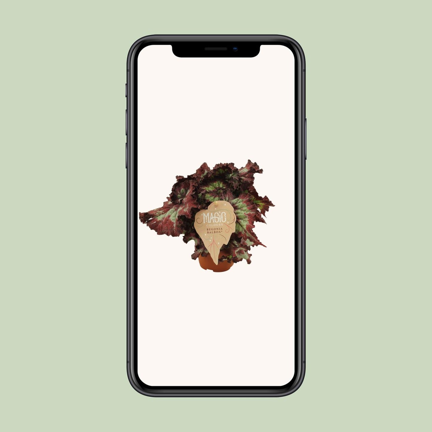 Begonia Rex Balboa - Ø12 ↕25