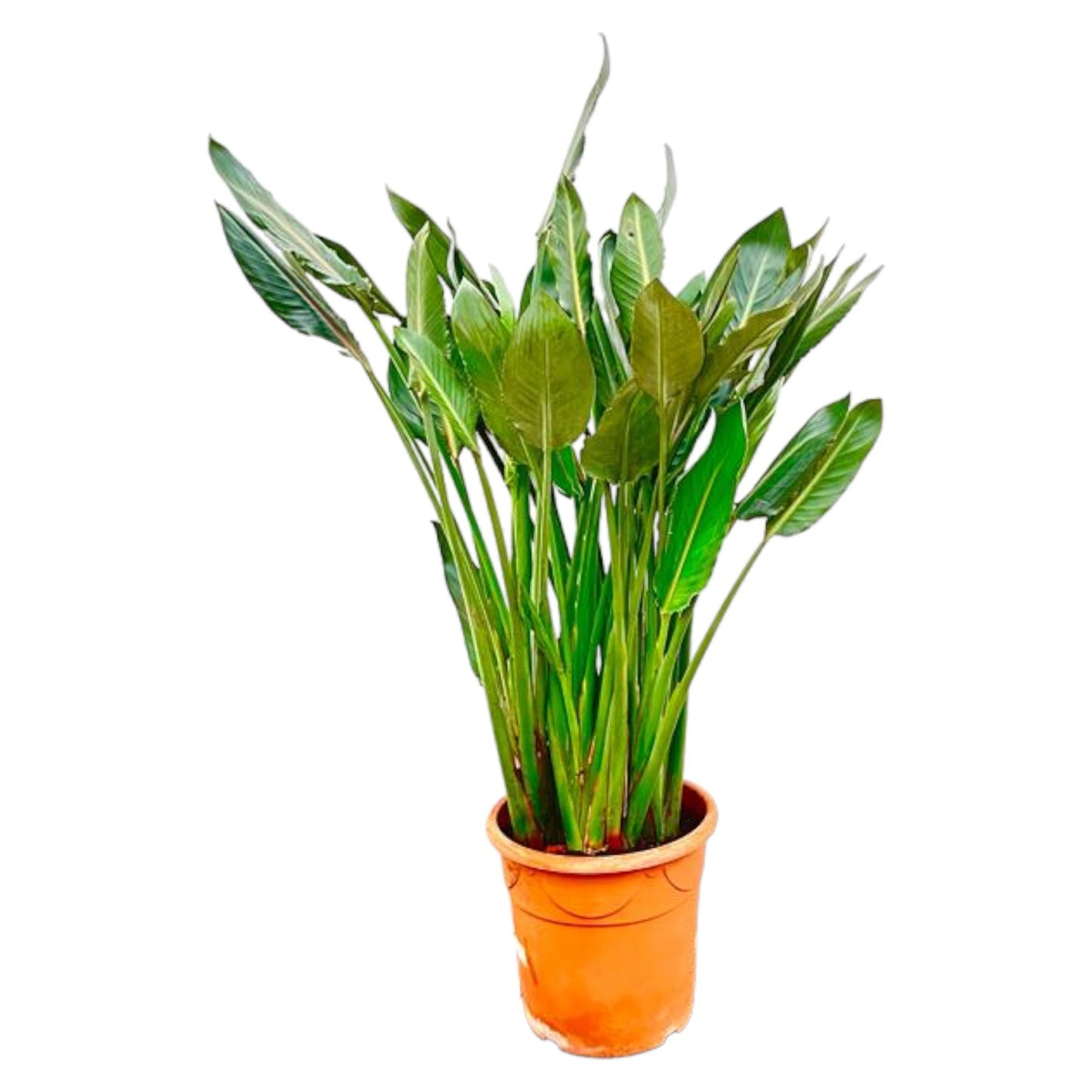 Paradiesvogelblume XL – Exotische Zimmerpflanze 160 cm