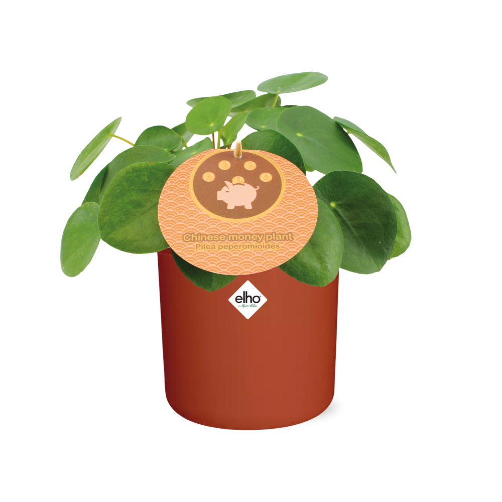Pilea Peperomioides 12cm in ELHO b.for soft rond 14cm brique