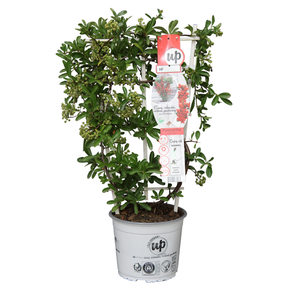 Pyracantha coccinea Red Star - Ø23cm - ↕75cm - Ø19 - ↨70cm