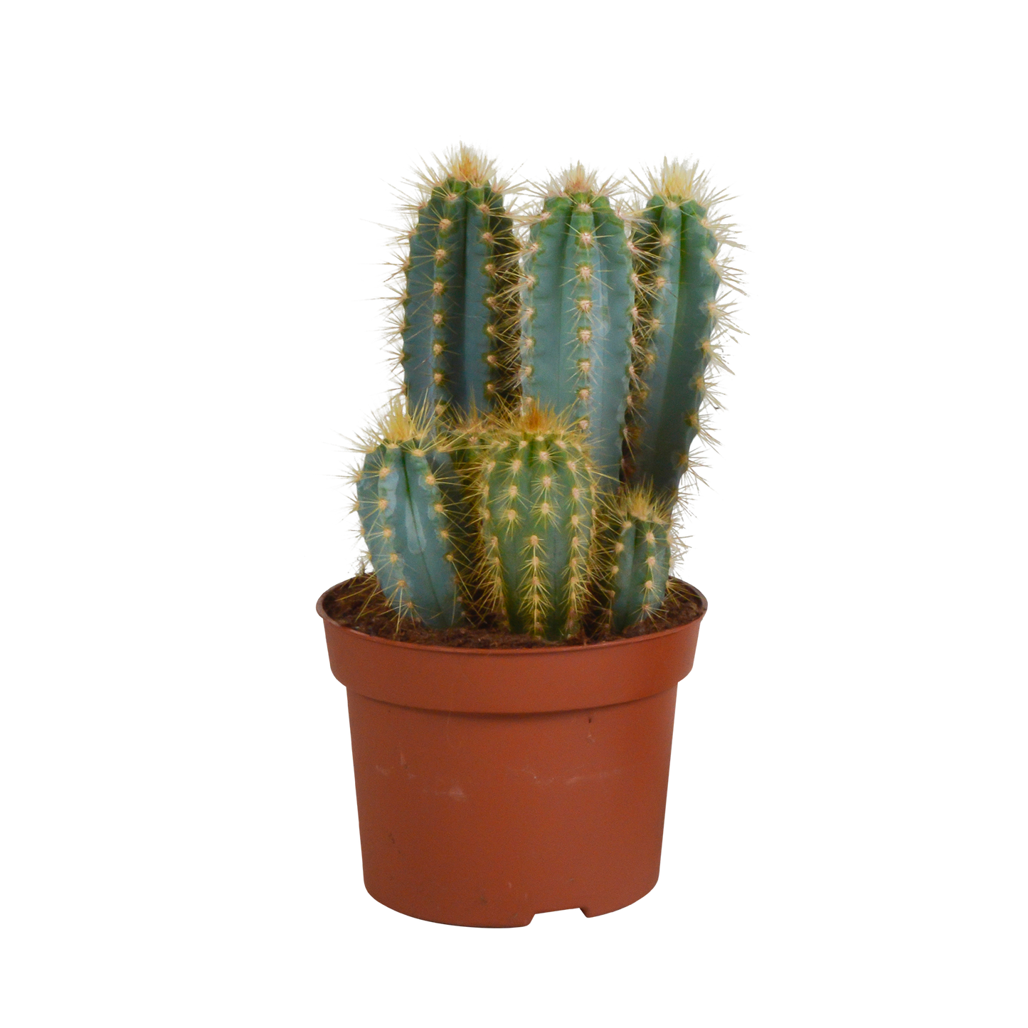 Blauer Säulenkaktus – Pilosocereus azureus, 12 cm Topf