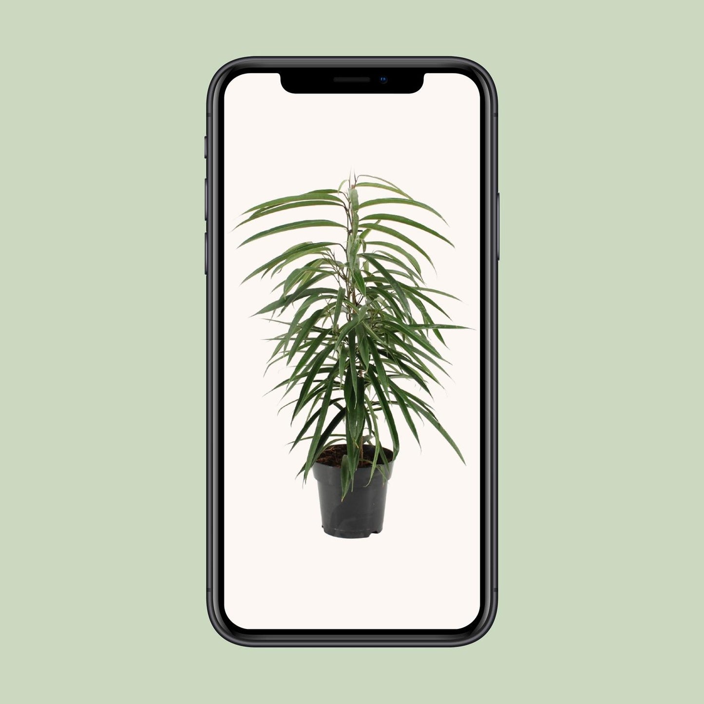 Ficus Binnendijkii Alii - Ø17cm - ↕70cm