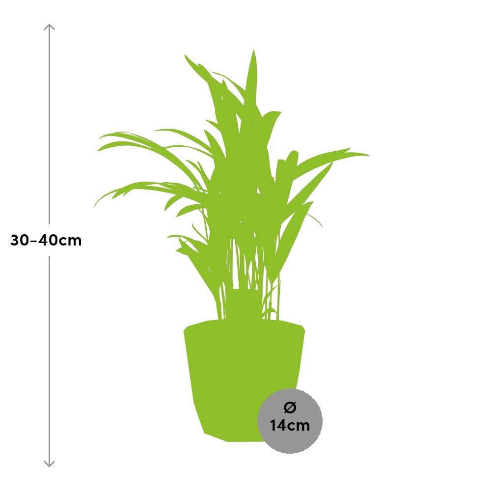 Dypsis Lutescens (Areca) 12cm in ELHO b.for rock 14 cm warm grey