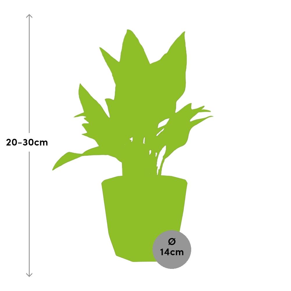 Aglaonema Maria in 14cm b.for rock living black