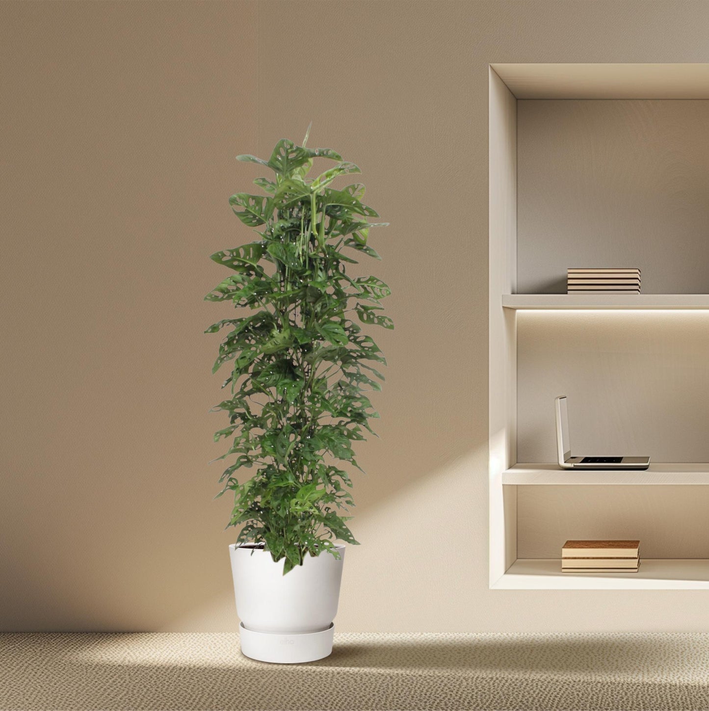 Monstera Monkey Leaf mit 180cm Rankgerüst – Fensterblatt Pflanze