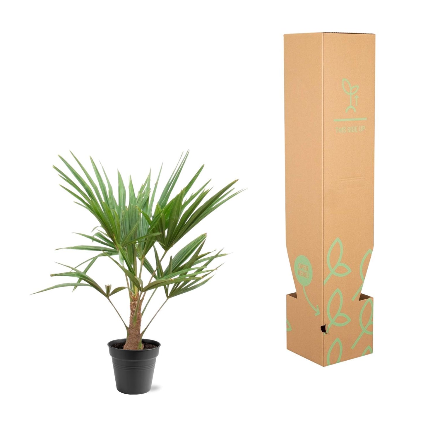 Hanfpalme 90-100 cm – Mediterrane Kübelpflanze
