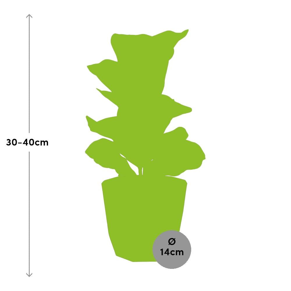 Ficus Lyrata ‘Bambino’ in 14cm b.for rock living black