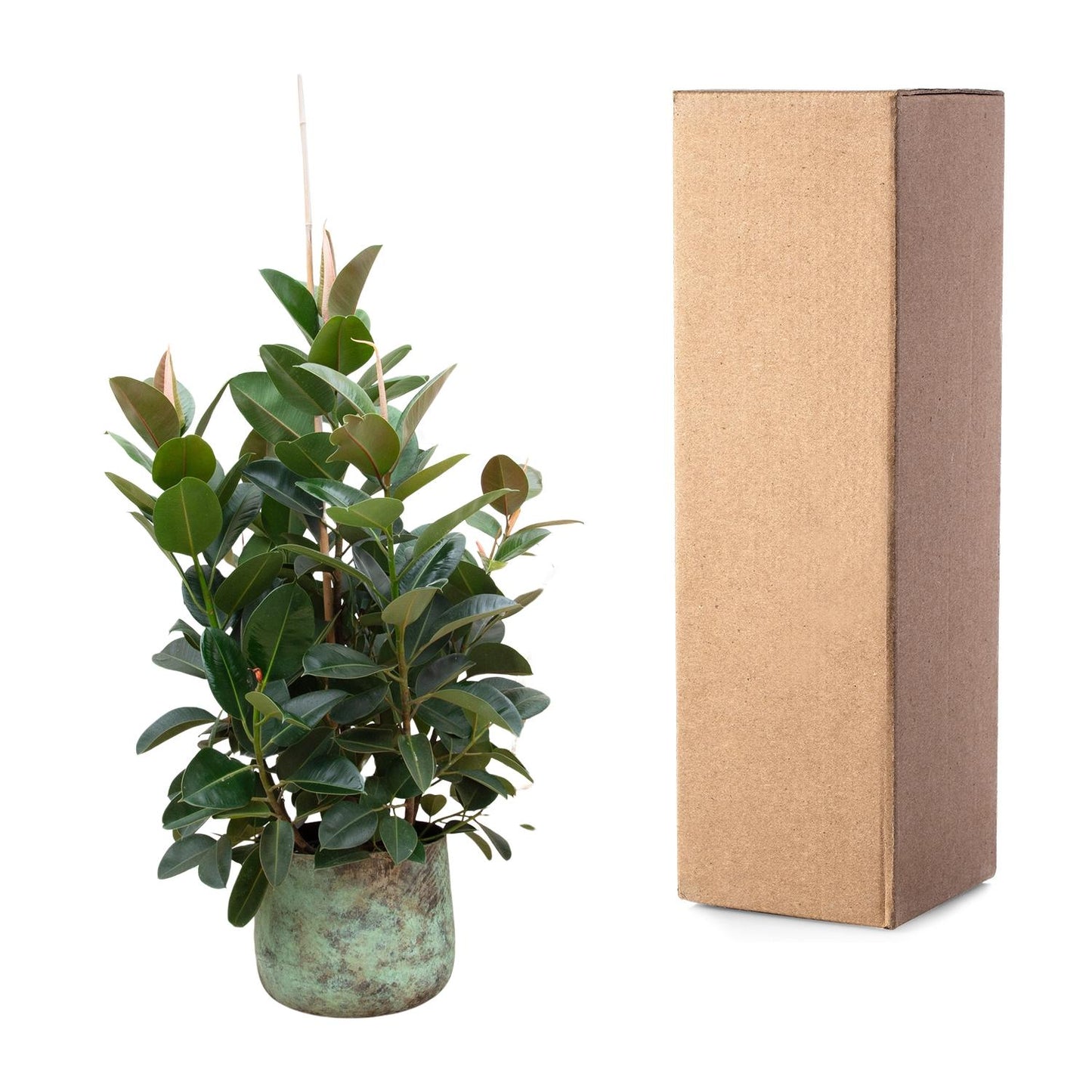 Gummibaum 'Robusta' Verzweigt – 150 cm Zimmerpflanze