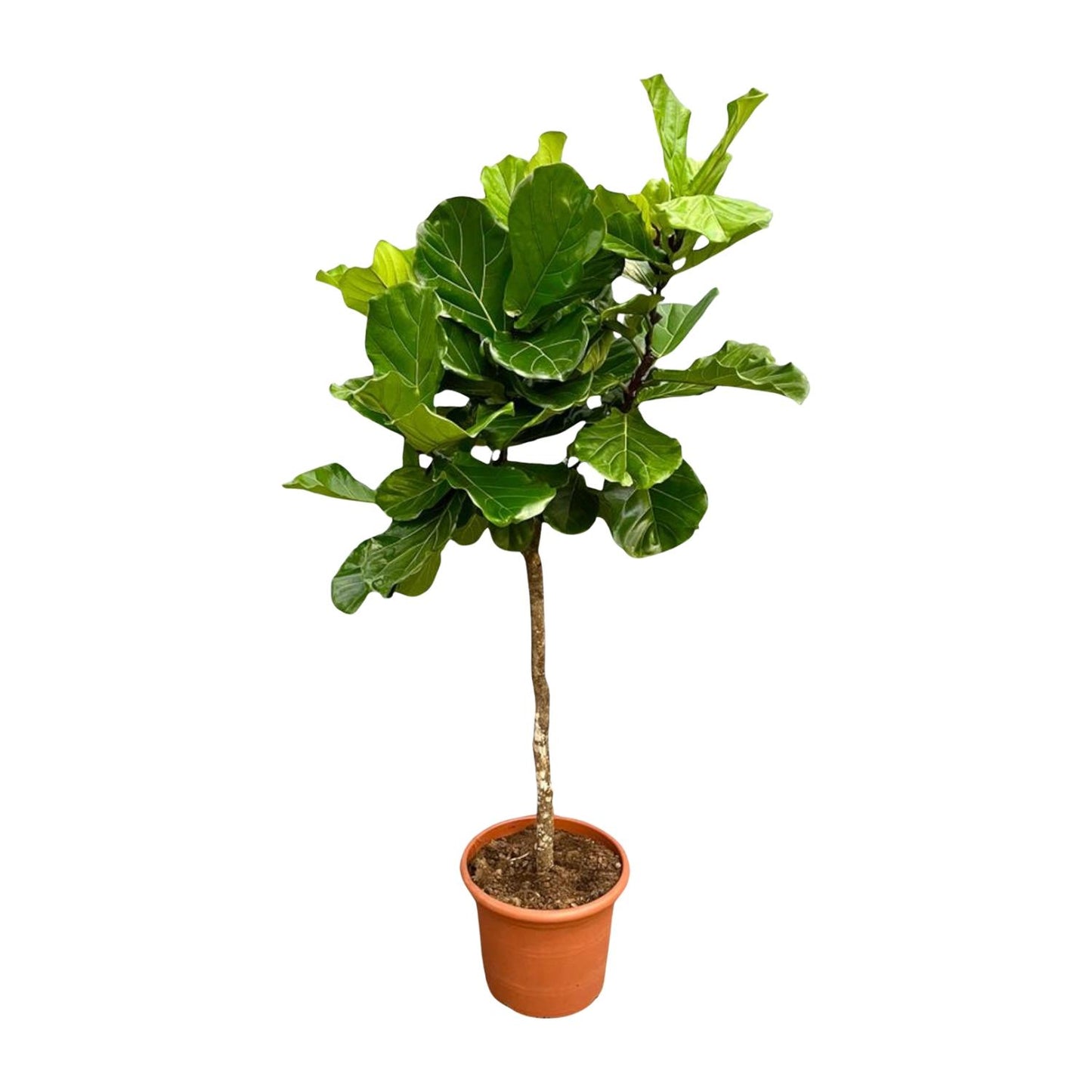 Geigenfeige XXL – 200 cm – Ficus Lyrata Zimmerpflanze