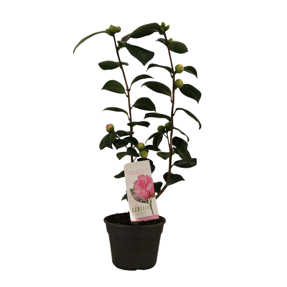 Camellia Japonica 'Bonomiana' 15 Cm - 1 Stück - Ø15cm - ↕50cm