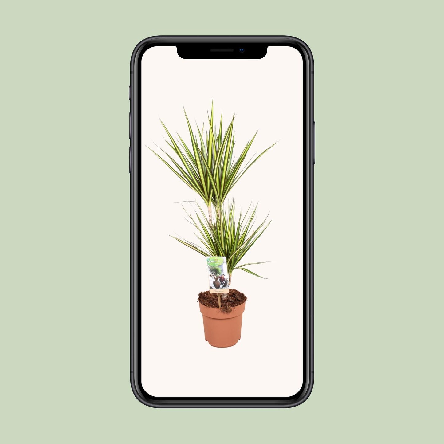 Dracaena Sunray - Ø17cm - ↕70cm